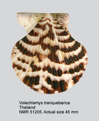 Volachlamys tranquebarica.jpg - Volachlamys tranquebaria(Gmelin,1791)